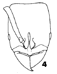 File:Ponera kohmoku F4.jpg