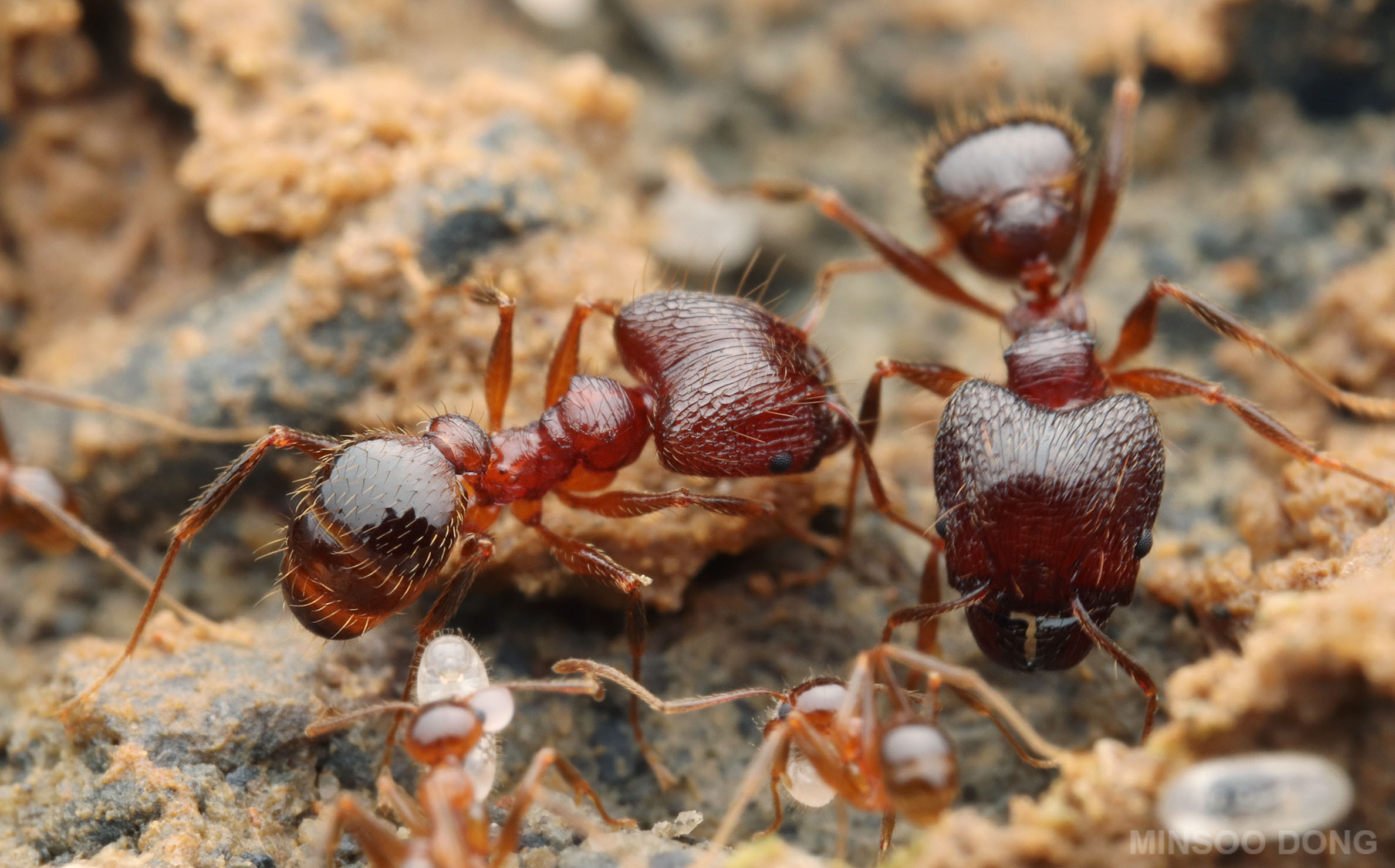 File:Pheidole nodus, Taiwan, Minsoo Dong.jpg - AntWiki