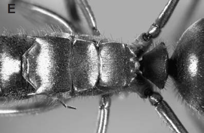 File:Polyrhachis ogatai Fig 5E.jpg