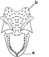 File:Amblyoponinae Mystrium head.jpg