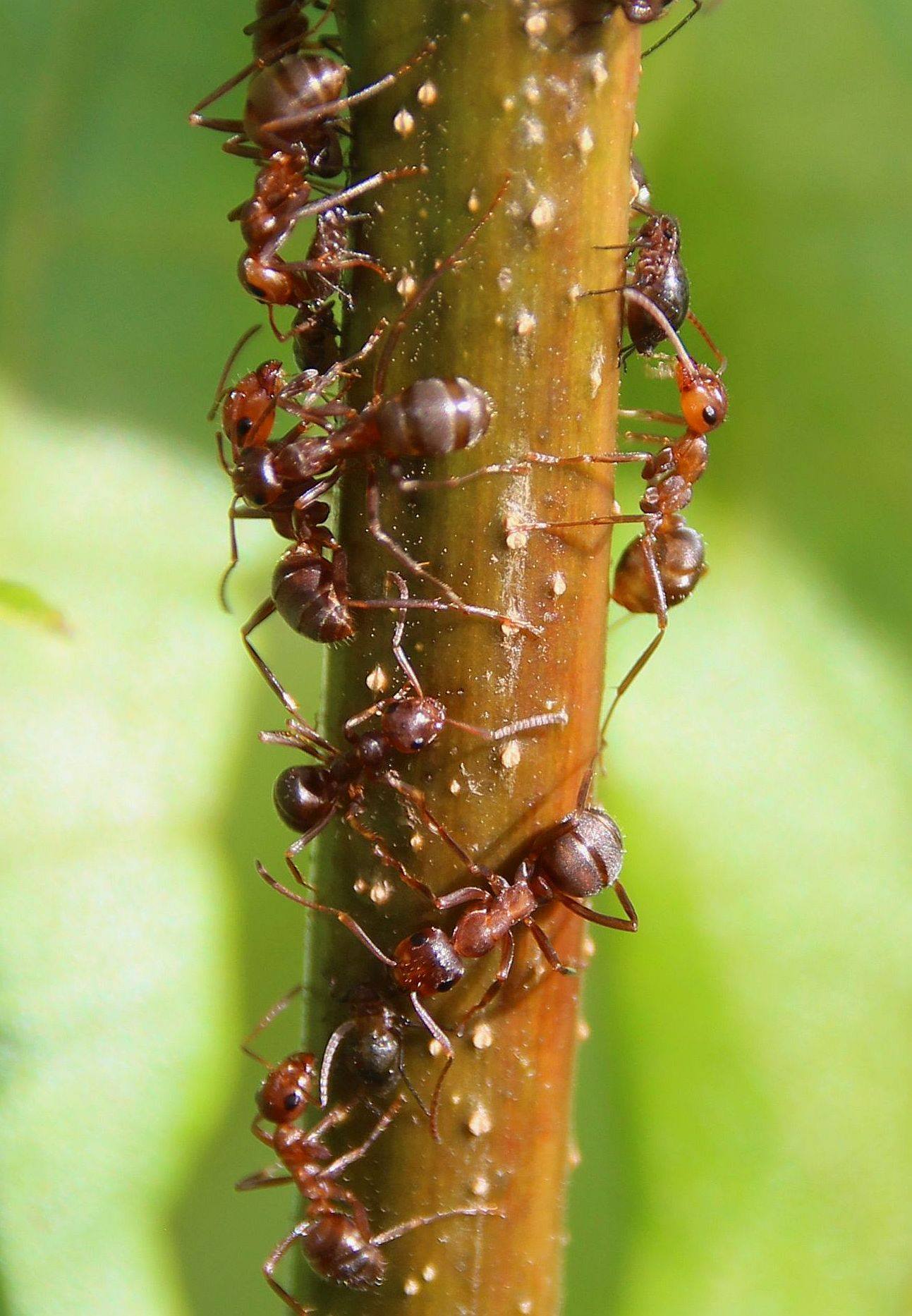 File:Formica difficilis tending aphids, James Trager.jpg - AntWiki