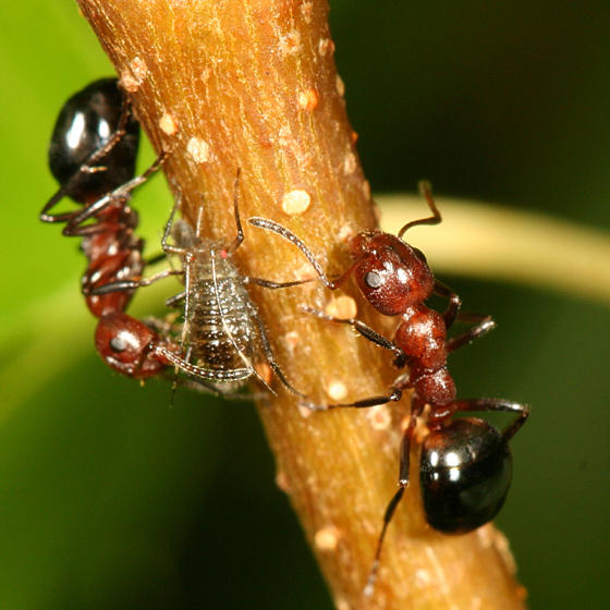 File:Dolichoderus mariae tending aphids, Albany, New Hampshire (Tom ...