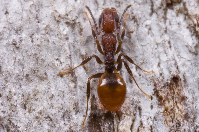 File:Dolichoderus clusor (Farhan Bokhari) 2.jpg