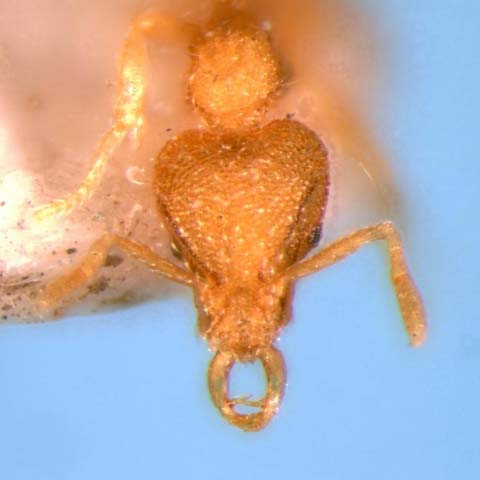 File:Strumigenys minutula head (www.niaes.affrc.go.jp).jpg