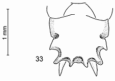 Meranoplus discalis pm.jpg