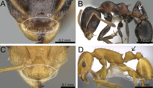 File:Hita Garcia et al. 2017 Fig. 3.png