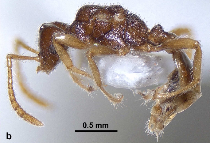 File:Teleutomyrmex buschingeri F4b.jpg