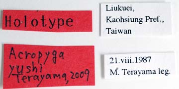 File:Acropyga yushi labels (www.niaes.affrc.go.jp).jpg