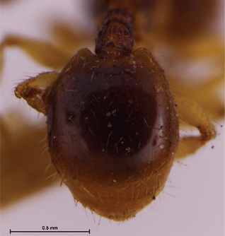 File:Myrmecina urbanii F15.jpg