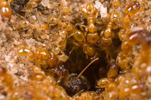 Pheidole antipodum - AntWiki