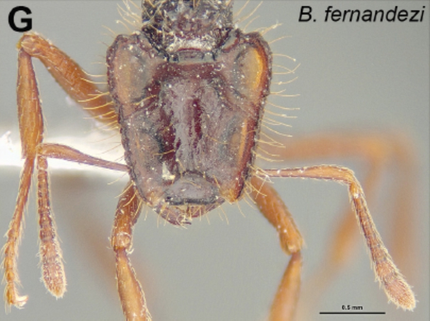 File:Brandão et al. 2015 Fig 1g.jpg