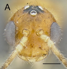 File:Myopias darioi male H.jpg