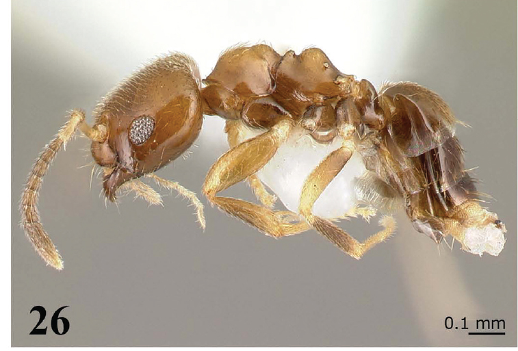 File:Ortiz, CBrachymyrmex-feitosai1.jpg