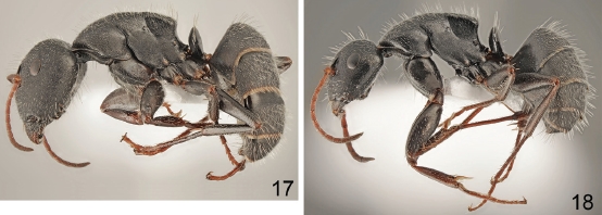 File:Camponotus aegaeus F17-18.jpg
