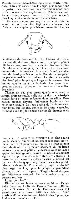 Menozzi 1933c p. 147.png