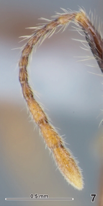 Pheidole leloi minor antenna.jpg