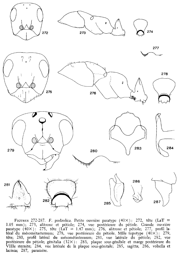 Formica podzolica - AntWiki