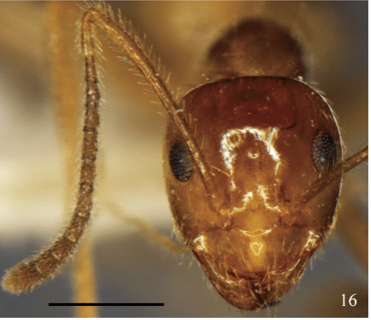 File:Fig. 16 Chen and Zhou Prenolepis quinquedenta Head in full face view.png