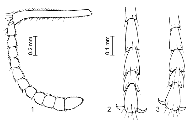 File:ZZ 2007 Forelophilus Fig 1-3.png