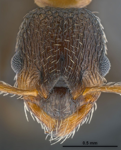 File:Myrmica gebaueri holotype F7.jpg