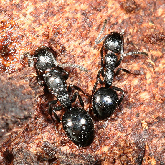 File:Dolichoderus taschenbergi queen and worker, Albany, New Hampshire (Tom Murray).JPG