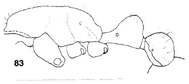 File:Monomorium macarthuri F83.jpg