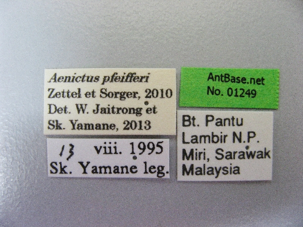 File:Aenictus-pfeifferi-label-am.jpg