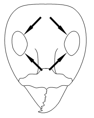 File:Iridomyrmex Key Couplet 58 right-Antwiki.jpg