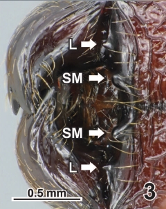 Pheidole leloi major hypostoma.jpg