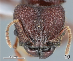 Pheidole leloi queen H.jpg