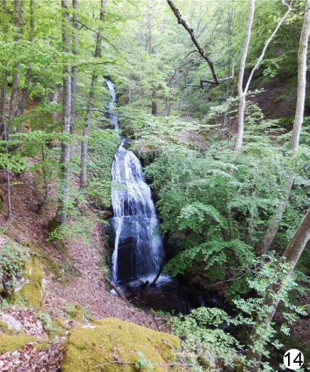 File:Aphaenogaster illyrica F14 habitat.jpg