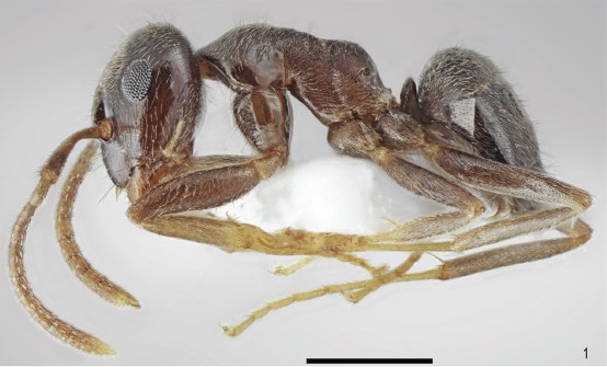 File:Lasius tapinomoides F1.jpg