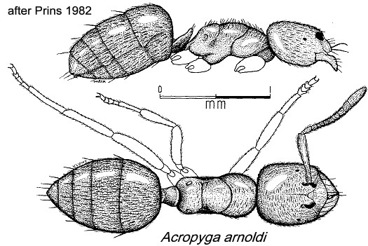 File:Acropyga arnoldi prins1982.jpg