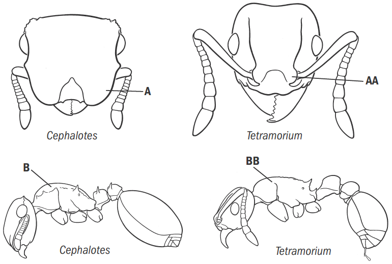 File:Fisher & Cover 2007, Key Fig. 44.png