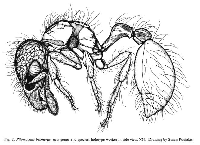 File:Pilotochus besmerus fig 2.jpg