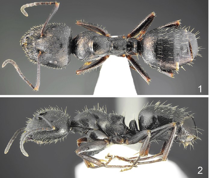 File:Camponotus schulzi F1-2 major.jpg