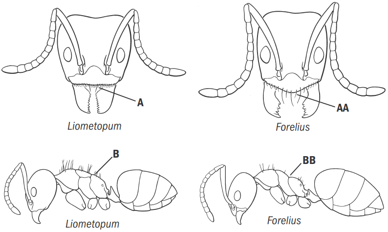 File:Fisher & Cover 2007, Key Fig. 19.png