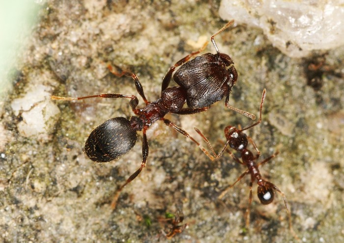 File:Pheidole yeensis, minor, major, © Yanming Liu.jpg - AntWiki