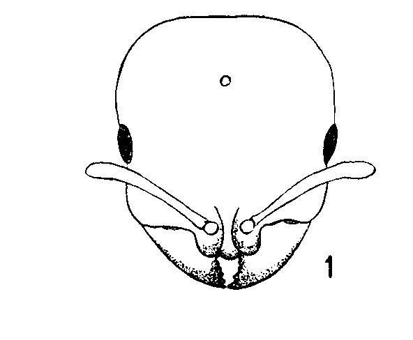 File:Proceratium-toschii hef.jpg