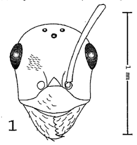 Proformica ossetica Fig 1.jpg