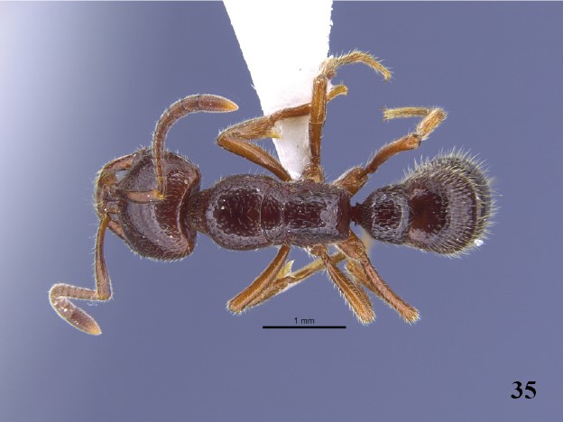 File:Myopias sakaeratensis F35 holotype THNHM-I-00291.jpg