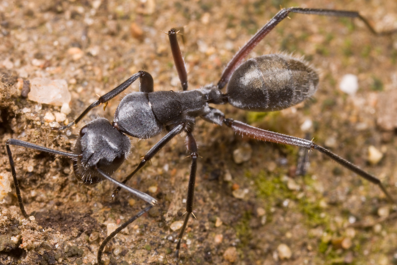 Camponotus ephippium - AntWiki