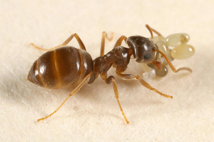 Lasius affinis