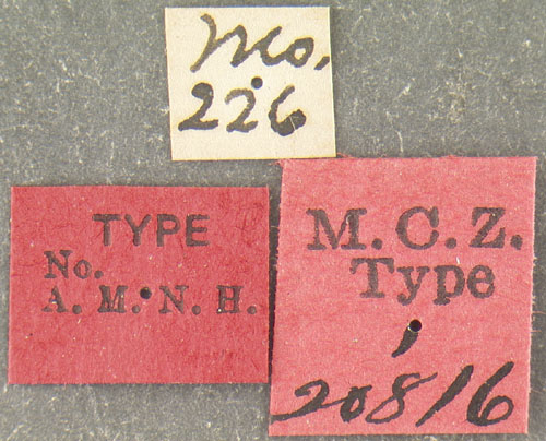 File:MCZ-ENT00020816 Crematogaster missuriensis syntype labels.jpg