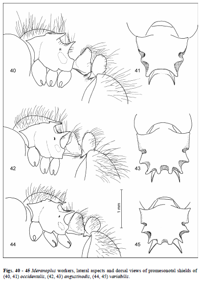 File:Schodl 2007 fig 40-45.png