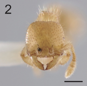 File:Crematogaster monocula holotype F2.jpg