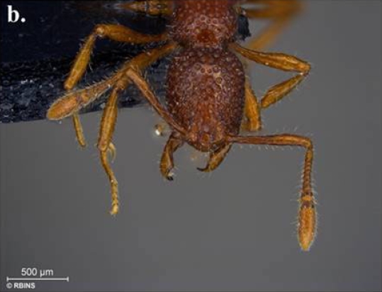 File:Tyrannomyrmex rex F1b.jpg