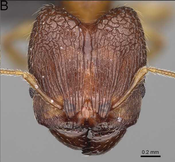 File:Pheidole vatovavensis F72b.jpg