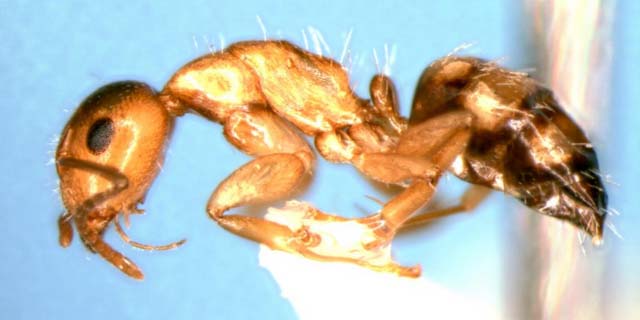 File:Camponotus ogasawarensis side (www.niaes.affrc.go.jp).jpg