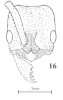 File:Fig. 16, Joma and Mackay 2017, B. notaula worker, head.png